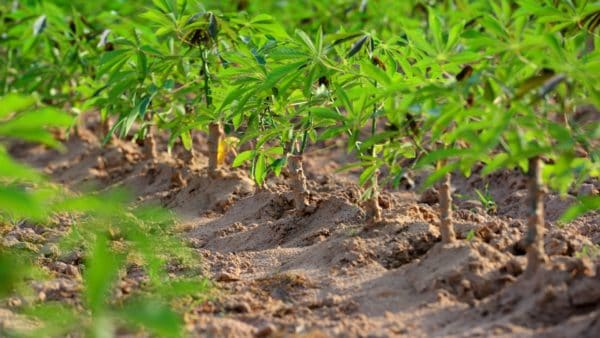 Foire Internationale de l'Agriculture et de l'Alimentation (AGRIFEX 2025)