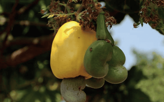 Roadshow UE-Afrique 2026 : valoriser durablement la chaîne de valeur du cajou en Côte d’Ivoire