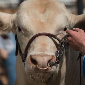 Salon International de l’Agriculture 2026